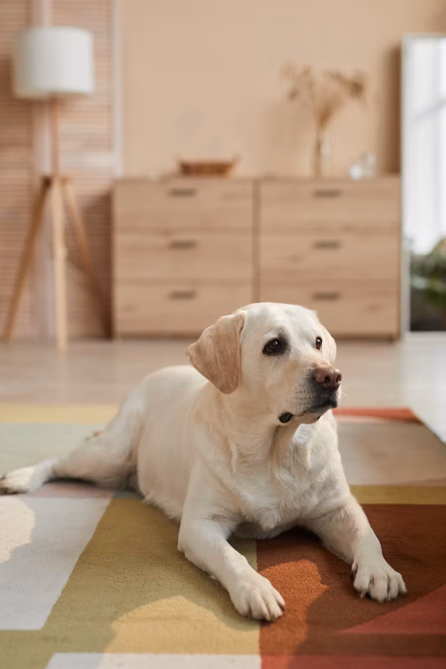 A Labrador relaxing on a rug in a furnished living room