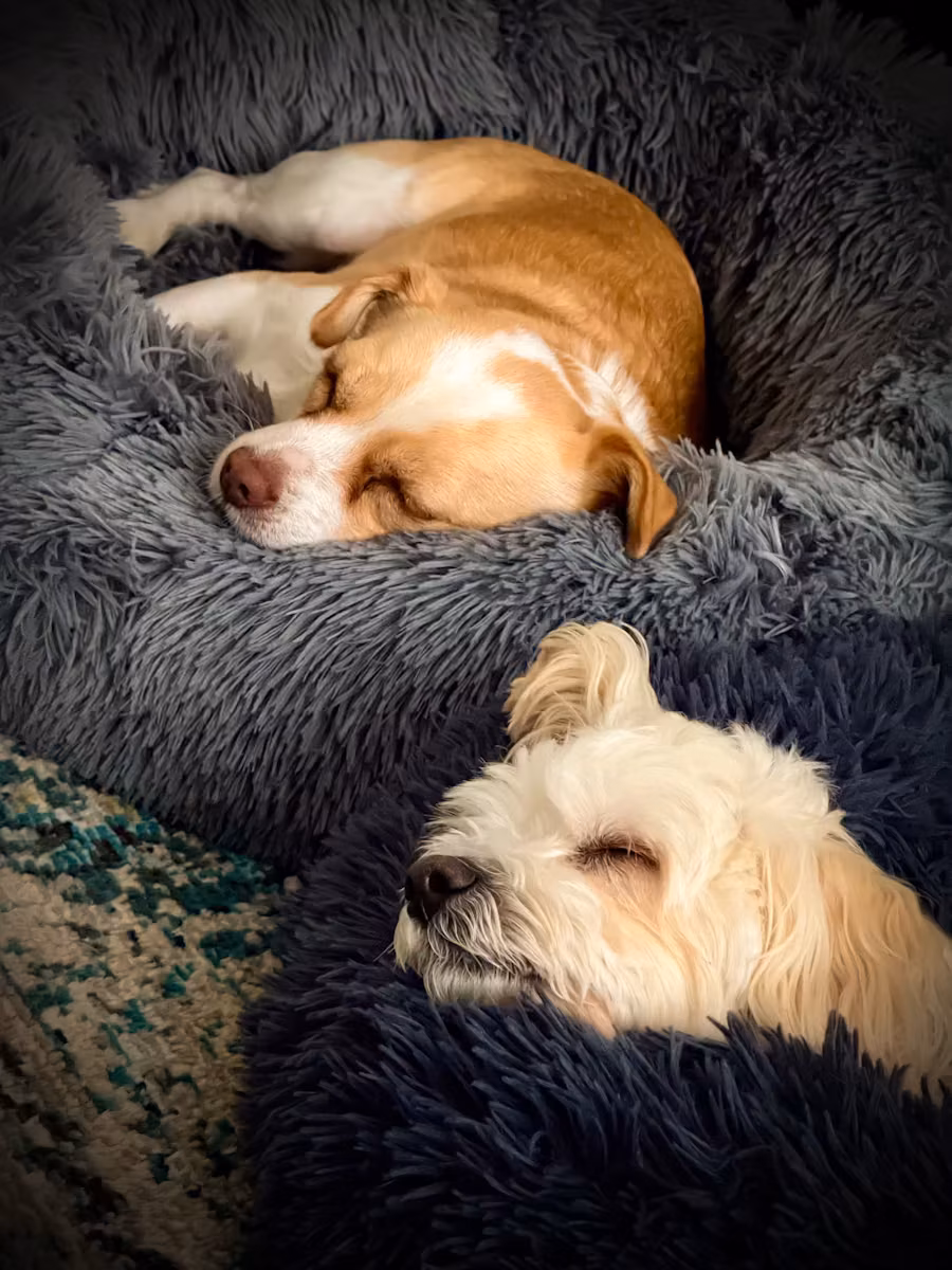 Two dogs asleep together on a plush dog bed
